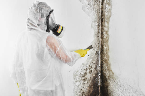 Forensic Mold Investigation in Bowie, MD